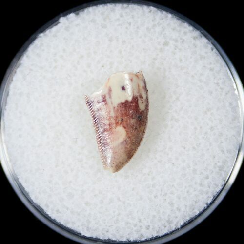 Bargain Raptor Tooth From Morocco - #16977